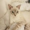 kittyfive2